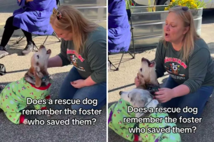 Dog Reunites With Former Foster Parent