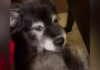Heartwarming Bond: Why This Woman Shares Her Plate with Her Rescue Dog Why This Woman Shares Her Plate with Her Rescue Dog