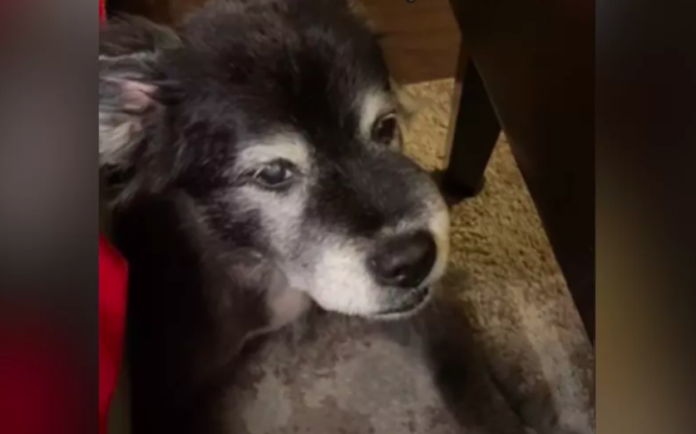 Why This Woman Shares Her Plate with Her Rescue Dog