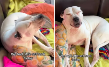 Watch Rescue Dog Reacts to Owner Confronting Her About Pet Cam Video Dog Reacts to Owner Confronting Her About Pet Cam Video