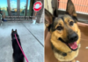 Heartbreaking Moment: Dog Realizes His Day Trip Is Over as He’s Returned to Shelter Dog Realizes His Day Trip Is Over as He's Returned to Shelter