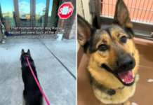 Heartbreaking Moment: Dog Realizes His Day Trip Is Over as He’s Returned to Shelter Dog Realizes His Day Trip Is Over as He's Returned to Shelter