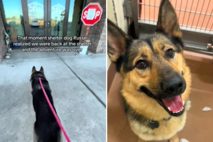 Dog Realizes His Day Trip Is Over as He's Returned to Shelter