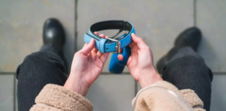 Missing Dog Rings Doorbell on Christmas Eve, Returns Home After Week-Long Search Missing Dog Rings Doorbell on Christmas Eve