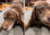 Senior Dog Going Blind and Deaf Proves There’s No Age Limit on ‘Zoomies’ Senior Dog Going Blind and Deaf Proves There's No Age Limit
