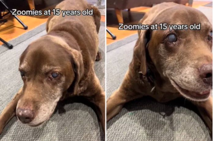 Senior Dog Going Blind and Deaf Proves There's No Age Limit