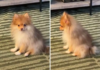 Owner Unprepared as Pomeranian in Pain Shows Exactly ‘Where It Hurts’ Owner Unprepared as Pomeranian in Pain Shows Exactly 'Where It Hurts'