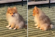 Owner Unprepared as Pomeranian in Pain Shows Exactly ‘Where It Hurts’ Owner Unprepared as Pomeranian in Pain Shows Exactly 'Where It Hurts'