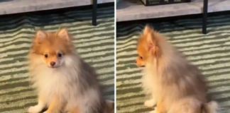 Owner Unprepared as Pomeranian in Pain Shows Exactly 'Where It Hurts'