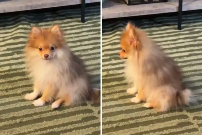 Owner Unprepared as Pomeranian in Pain Shows Exactly 'Where It Hurts'