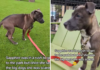 Tiny Pup’s Big Adventure: From Excitement to Fear at the Dog Park Tiny Pup's Big Adventure
