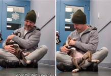 Heartwarming Story: Shelter Puppy and Man ‘Immediately Chose’ Each Other in Viral Video Shelter Puppy and Man 'Immediately Chose' Each Other