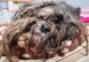 Groomer Rescues Dog in ‘Worst Case of Matting’ She’s Ever Seen Groomer Rescues Dog in 'Worst Case of Matting' She's Ever Seen