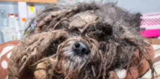 Groomer Rescues Dog in 'Worst Case of Matting' She's Ever Seen