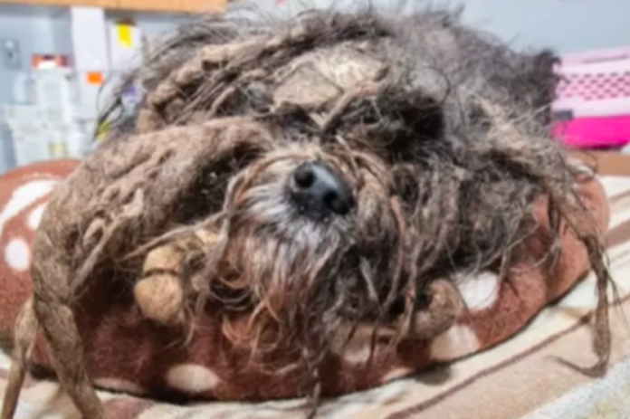 Groomer Rescues Dog in 'Worst Case of Matting' She's Ever Seen