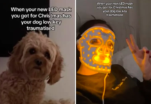 Dog Reacts Hilariously to Owner’s Glowing LED Face Mask Dog Reacts Hilariously to Owner’s Glowing LED Face Mask