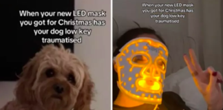 Dog Reacts Hilariously to Owner’s Glowing LED Face Mask