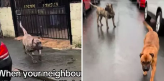 Owner Lets His Dogs Roam Freely on Christmas Morning