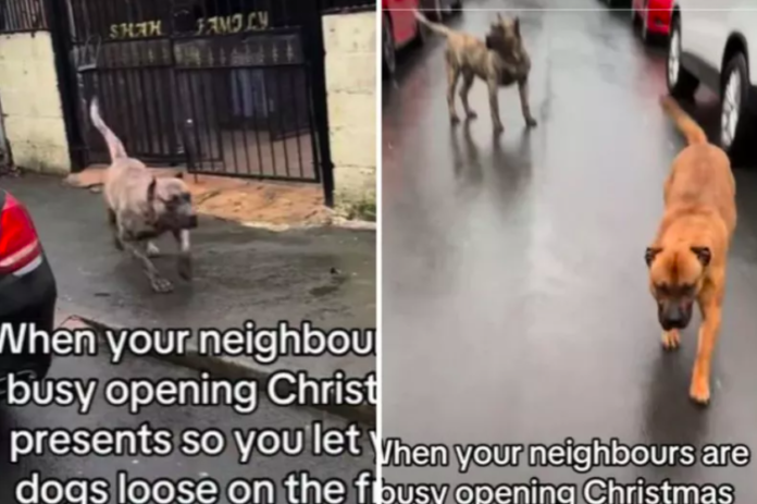 Owner Lets His Dogs Roam Freely on Christmas Morning