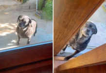 Hearts Break as Neighbor’s Dog Keeps Coming Over Looking for ‘Best Friend’ Neighbor's Dog Keeps Coming Over Looking for 'Best Friend'