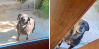 Neighbor's Dog Keeps Coming Over Looking for 'Best Friend'