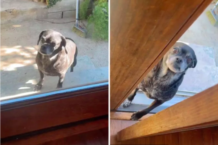 Neighbor's Dog Keeps Coming Over Looking for 'Best Friend'