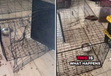Male Cane Corso Escapes Metal Cage to Reach Female in Heat Male Cane Corso Escapes Metal Cage to Reach Female in Heat