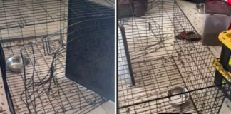 Male Cane Corso Escapes Metal Cage to Reach Female in Heat