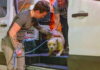 How You Can Support Animals Amid the California Wildfire Crisis How You Can Support Animals Amid the California Wildfire Crisis