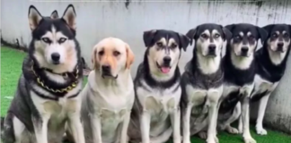 Adorable Puppies of Labrador Retriever and Husky Mix