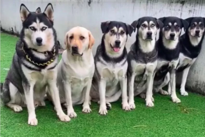 Adorable Puppies of Labrador Retriever and Husky Mix