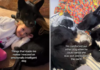 Tears of Joy: A Family Discovers Their Dog’s Remarkable Emotional Intelligence A Family Discovers Their Dog's Remarkable Emotional Intelligence