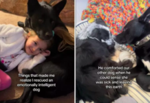 Tears of Joy: A Family Discovers Their Dog’s Remarkable Emotional Intelligence A Family Discovers Their Dog's Remarkable Emotional Intelligence