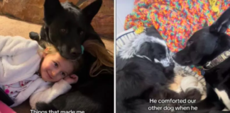 A Family Discovers Their Dog's Remarkable Emotional Intelligence