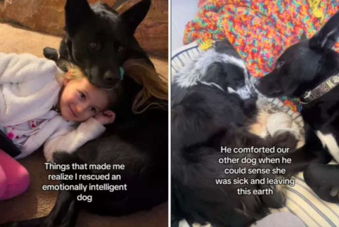 A Family Discovers Their Dog's Remarkable Emotional Intelligence