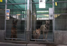 Seattle Opens Its Arms to Pets Displaced by California Wildfires Seattle Opens Its Arms to Pets Displaced by California Wildfires