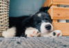 Adorable Puppy Wakes Up, Panics When Mom Is Missing: A Heartwarming Viral Story Puppy Wakes Up, Panics When Mom Is Missing