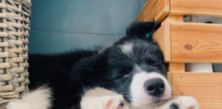 Puppy Wakes Up, Panics When Mom Is Missing