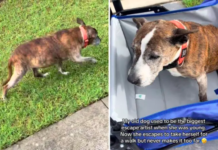 How the Owner of a 16-Year-Old ‘Escape Artist’ Dog Keeps Her Adventurous Spirit Alive Escape Artist’ Dog Keeps Her Adventurous Spirit Alive