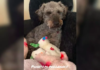 Hearts Break as Dog Going Through ‘Phantom Pregnancy’ Mothers Toys Instead Dog Going Through 'Phantom Pregnancy' Mothers Toys Instead