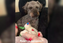 Hearts Break as Dog Going Through ‘Phantom Pregnancy’ Mothers Toys Instead Dog Going Through 'Phantom Pregnancy' Mothers Toys Instead