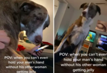 Girlfriend Realizes She’s the ‘Other Woman’ After Dog Reacts to Hand-Holding Dog Reacts to Hand-Holding