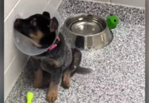 Heartbroken Shelter Puppy Waits for Forever Home as All Siblings Get Adopted Shelter Puppy Waits for Forever Home as All Siblings Get Adopted