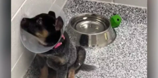 Heartbroken Shelter Puppy Waits for Forever Home as All Siblings Get Adopted Shelter Puppy Waits for Forever Home as All Siblings Get Adopted