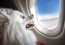 Plane Passenger Surprised by Flight Attendant’s Unusual Seat Swap Request Plane Passenger Surprised by Flight Attendant's