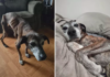 Man Adopts Stray Senior Dog ‘Barely Alive,’ Giving Him Peaceful Final Years Man Adopts Stray Senior Dog