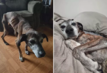 Man Adopts Stray Senior Dog ‘Barely Alive,’ Giving Him Peaceful Final Years Man Adopts Stray Senior Dog