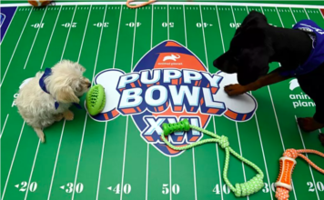 The Ultimate Guide to the 2025 Puppy Bowl The Ultimate Guide to the 2025 Puppy Bowl