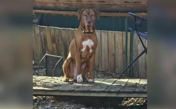 Can You Spot the Hidden Dog? A Fun Challenge That Left the Internet Stumped Can You Spot the Hidden Dog