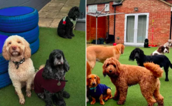Heartwarming Tale: Bentley the Dog Who Has No Friends at Day Care for Six Years Bentley the Dog Who Has No Friends at Day Care for Six Years